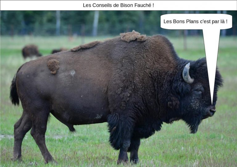 [BONS PLANS] Les conseils de « Bison Fauché »